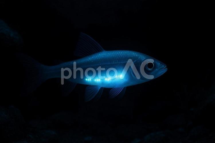 光る深海魚の神秘 生き物,深海魚,発光の写真素材