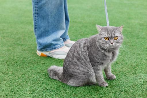 Photo, british short hair, cat, foot, 
