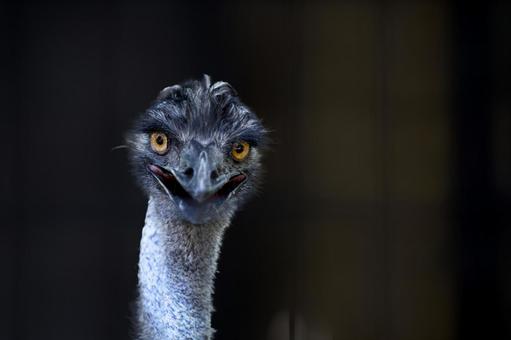 エミュー エミューの写真
