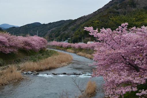河津桜 河津桜,桜,伊豆の写真素材