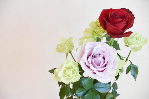 三色のばら 三色のばら 紫,緑,赤い薔薇の写真素材