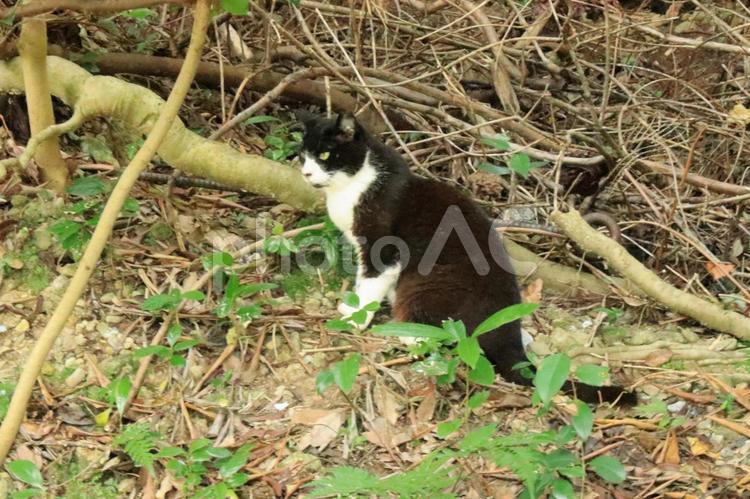 遠くを眺める野良猫 公園,猫,野良猫の写真素材