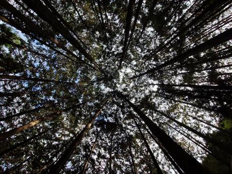 森林 森林,自然,空間の写真素材