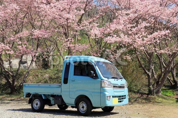 軽トラのある風景　河津桜 軽トラ,さくら,サクラの写真素材