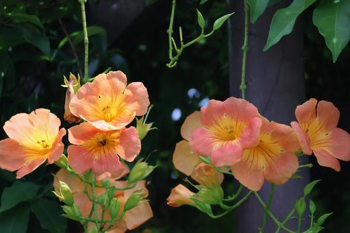 Orange petaled Trumpet Creeper flower, JPG Orange petaled Trumpet Creeper flower, JPG