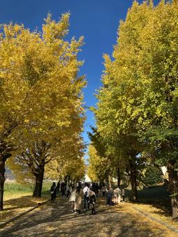 イチョウの並木道 イチョウ,銀杏,並木道の写真素材