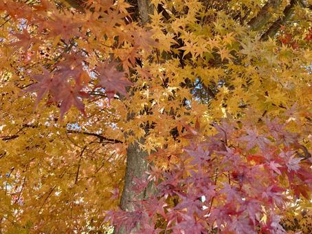 紅葉③ 秋,自然,鮮やかの写真素材