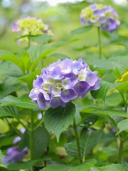Hydrangea, JPG Hydrangea, JPG