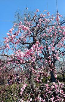 縦型 梅,春,自然の写真素材