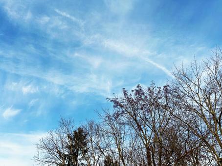 青空と枯れ木 空,枯れ木,枝の写真素材