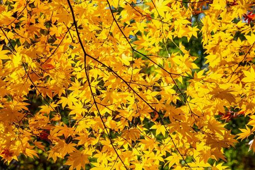 モミジの黄葉⑴ 葉,秋,モミジの写真素材