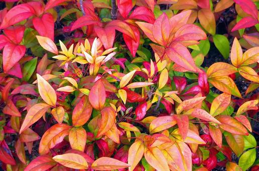 赤く紅葉するオタフクナンテン 赤く紅葉するオタフクナンテン 紅葉,オタフクナンテン,赤色の写真素材