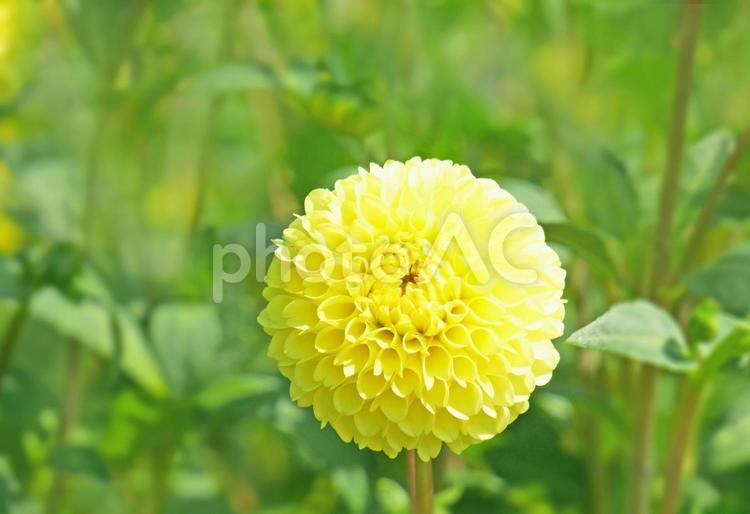 黄色のダリア（秋の花） ダリア,秋,黄色の写真素材