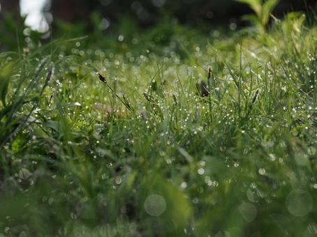 朝露に濡れる雑草 朝露に濡れる雑草の写真