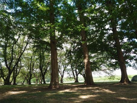 木漏れ日の中の新緑の公園 木漏れ日の中の新緑の公園 自然,木,ハイキングの写真素材