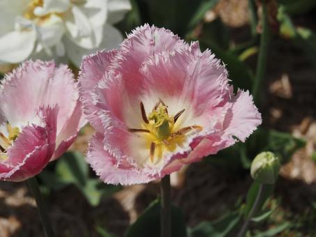 Photo, tulip, lare, spring, 