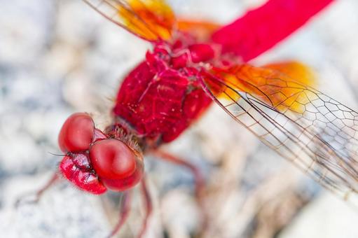 地に降りたショウジョウトンボの雄 地に降りたショウジョウトンボの雄の写真