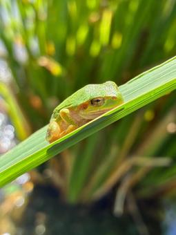 真菰の葉の上で休むカエル 真菰の葉の上で休むカエルの写真