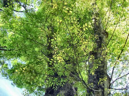 木陰-2 木陰-2 木,幹,樹皮の写真素材