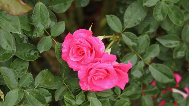 雨上がりの秋バラに恋して 薔薇,バラ,ピンクの写真素材