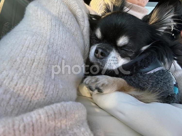 黒チワワ、ドライブ中におねむネム 白チワさんと黒チワくん,チワワ,犬の写真素材