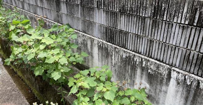 雑草 雑草 草,雑草,みどりの写真素材