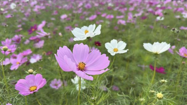 コスモス１５の写真