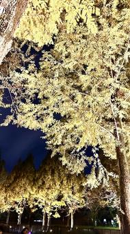 メタセコイヤの写真