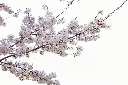 桜 切抜き 桜 切抜き 桜,切抜き,psdの写真素材