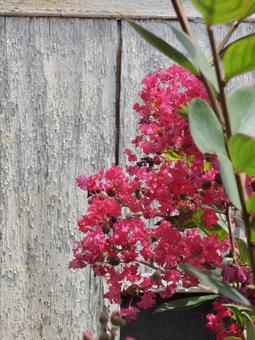 Crape myrtle pink wall, JPG Crape myrtle pink wall, JPG
