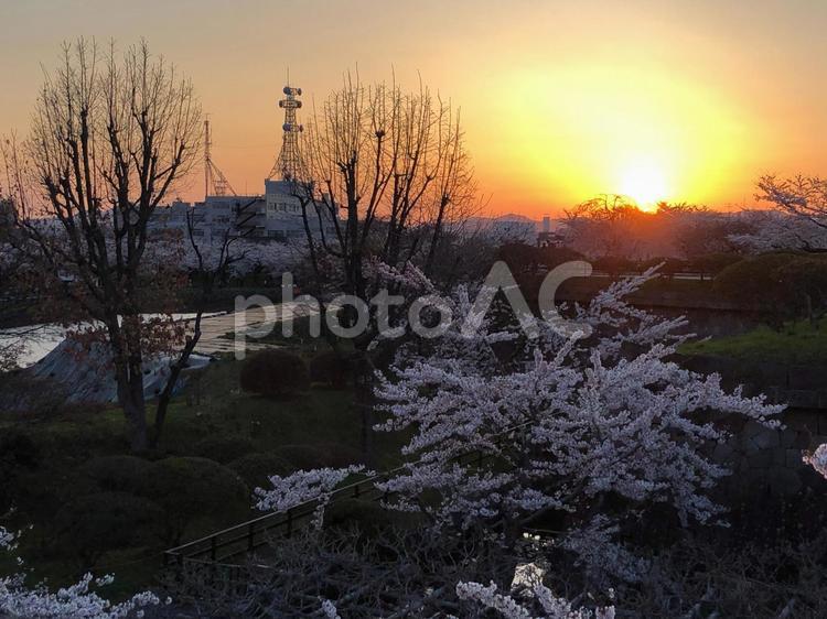 桜が満開な夕方の五稜郭公園 桜,ゴールデンウィーク,満開の写真素材