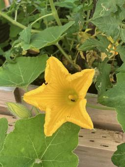 かぼちゃの花 かぼちゃの花の写真