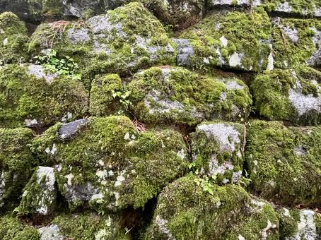 苔の生えた石垣 苔の生えた石垣の写真