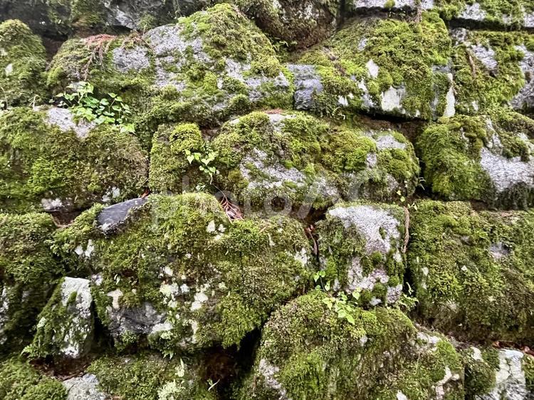 苔の生えた石垣 石垣,塀,石の写真素材