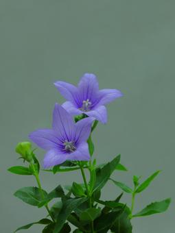 清楚に咲く花 桔梗-2 清楚に咲く花 桔梗-2 桔梗,花,野草の写真素材