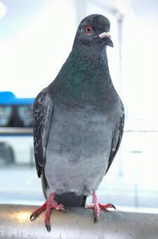 街中の手すりで休む鳩9　鳩素材　風景 ハト,キジバト,土鳩の写真素材