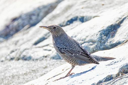 川辺のイソヒヨドリ雌 イソヒヨドリ,磯鵯,メスの写真素材