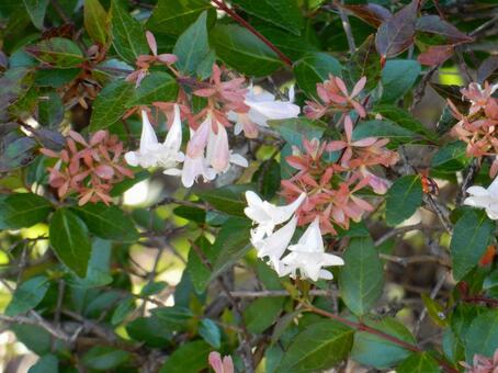 【花の写真】ハナゾノツクバネウツギ ハナゾノツクバネウツギ,アベリア,植物の写真素材