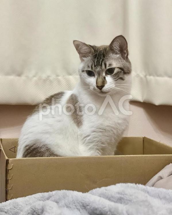 箱に入れられるシャムミックス猫様 猫,箱入り,シャムトラの写真素材
