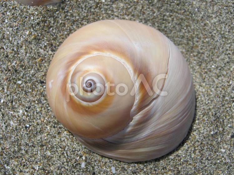 貝殻の螺旋模様 貝殻,砂浜,シェルの写真素材