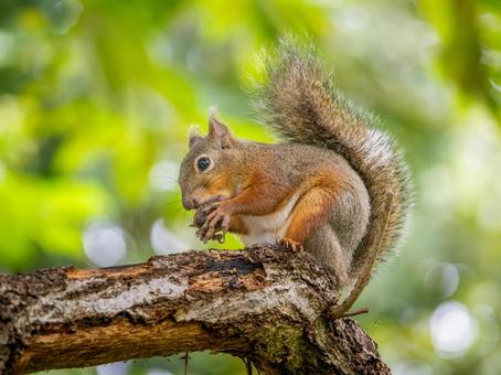 木の実を食べるニホンリスの写真