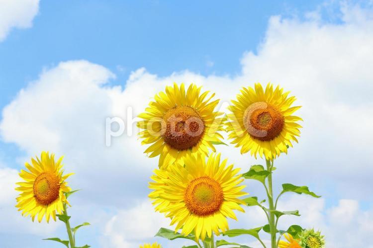 ひまわり　夏の景色 ひまわり,ヒマワリ,夏の写真素材