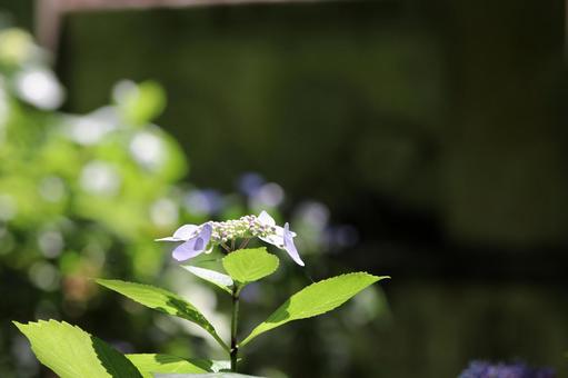 Photo, hydrangea, june, rainy season, 