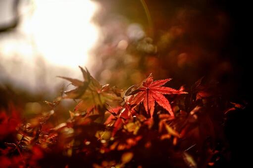 ＜素材＞紅葉した夕暮れのヤマモミジ 紅葉,モミジ,ヤマモミジの写真素材