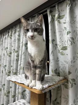 座るシロサバ猫 座るシロサバ猫の写真
