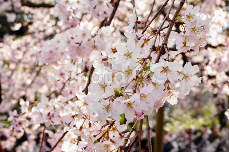 桜ソメイヨシノ 春,3月,ひな祭りの写真素材