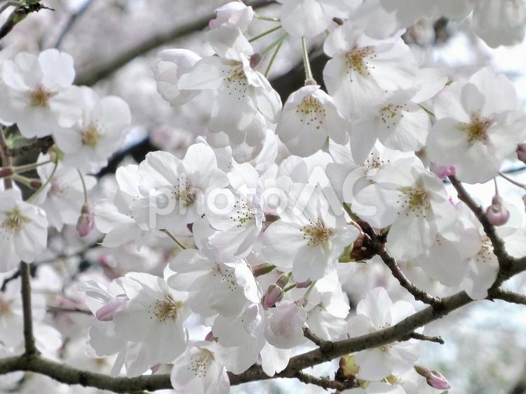 桜3 つぼみ,ピンク,八分咲きの写真素材