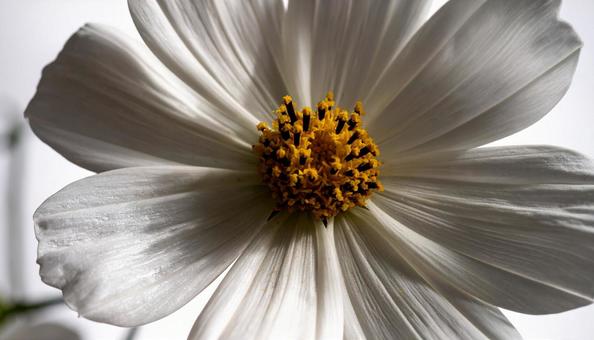 一輪のコスモスの花 一輪のコスモスの花の写真