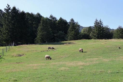 牧場 牧場 牧場,羊,北海道の写真素材