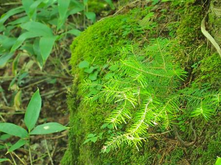 Photo, moss, plant, forest bathing, 